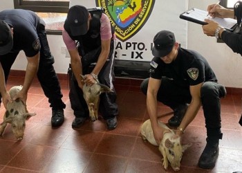 Recuperan tres chanchitos robados en Puerto Leoni