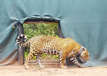Liberan en El Impenetrable a “Miní”, una yaguareté silvestre proveniente de Iberá