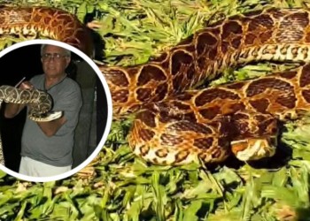 Advierten sobre presencia de yararás cruceras en la zona de Itaembé Guazú