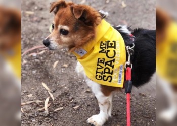 ¿Qué es el Yellow Dog Project?