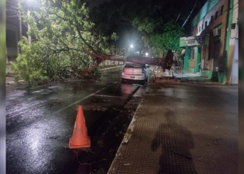 Un árbol cayó sobre un auto estacionado y su dueña sufrió una descompensación