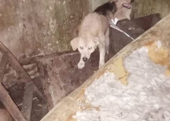 Hallaron más de 200 animales embalsamados y mutilados en una casa