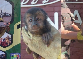 Rescataron a una tortuga pata roja, un mono caí y un lobo de río