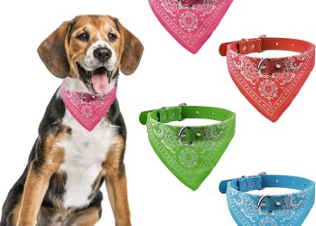 Los colores en collares o bandanas