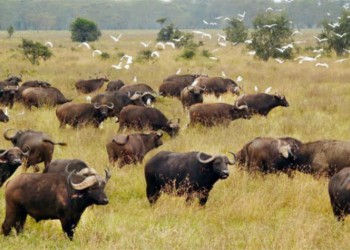 Misiones impulsa la producción de búfalo con la creación de una nueva asociación