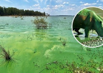 Ambientalistas piden medidas para mitigar la contaminación del río Uruguay