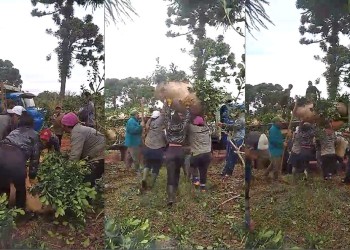 Arrancó la cosecha de yerba en la provincia, pese a que el precio no conforma