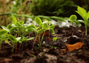 Ecosanación: propuesta para gestionar la ira