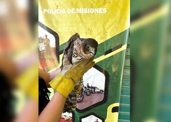 Rescatan pichón de gavilán con dificultades para volar
