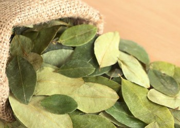 Colombia pide a la ONU retirar la coca de la lista de sustancias dañinas