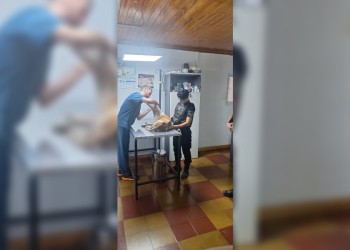 Después de años de búsqueda, Buque volvió a casa: la historia del emotivo reencuentro que conmovió a todos en Misiones