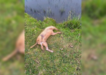Maltrato animal en Misiones: asesinó a tiros a su perro y fue detenido