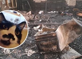 Posadas: familia busca ayuda tras perder su vivienda y a sus mascotas en un incendio