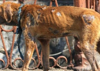 Durante el 2024 y lo que va de 2025, Misiones registró más de 400 casos de maltrato animal