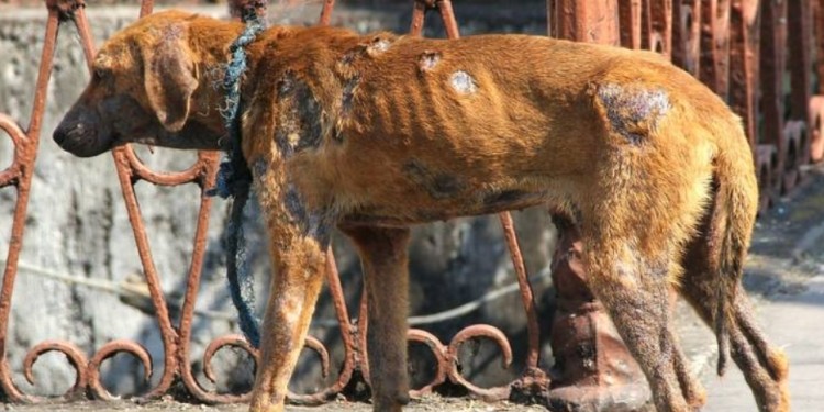 CIFRAS ALARMANTES. Al contar solo con los casos que llegan a denuncia, se estima que los números reales podrían ser aún mayores.