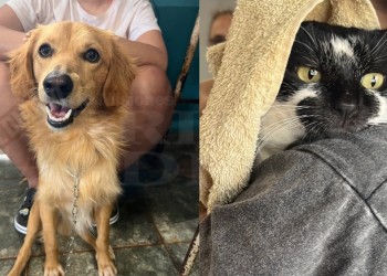 Con la venta de pizzas, bingos y rifas, reunieron fondos para 534 castraciones