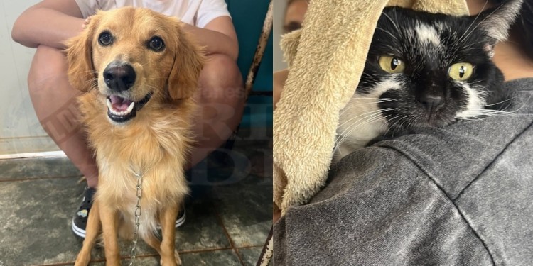 CONCIENTIZACIÓN. Impulsan acciones contra la reproducción descontrolada de perros y gatos en Posadas.