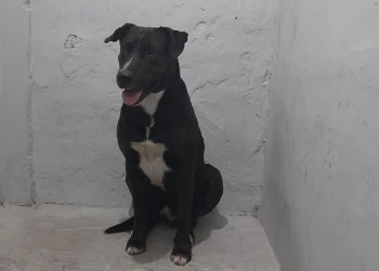 Una mujer fue detenida tras mantener relaciones sexuales con su perro