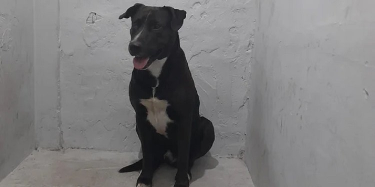 La víctima fue albergada en un hogar de tránsito