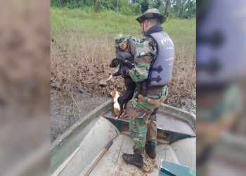 Operativo rescate para dos perros abandonados en una isla