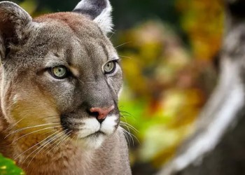Investigan ataques de un puma en el norte misionero