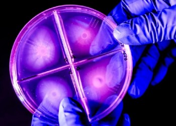 ¿Sabías que hay rocas “vivas” en la Patagonia?