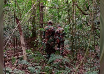Misiones, Corrientes y Formosa, con alto riesgo de circulación viral de fiebre amarilla