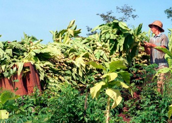 Libertad de mercado: temen que el tabaco siga el camino de la yerba