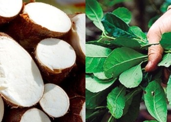 Semáforo de Economías Regionales : la yerba y la mandioca continúan en rojo