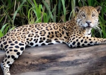 Sin nuevas depredaciones, creen que la yaguareté volvió al monte
