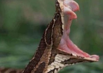 Concejal de Corrientes falleció tras ser mordido por una yarará