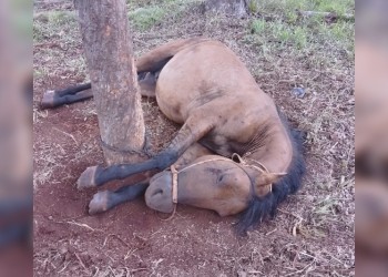 Elecciones 2025: las Legislativas nacionales serán  el 26 de octubre