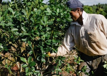 Yerba: productores apuestan por la agricultura sustentable