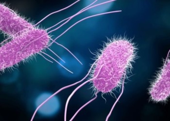 Alerta sanitaria en el AMBA: confirman 10 casos de fiebre tifoidea