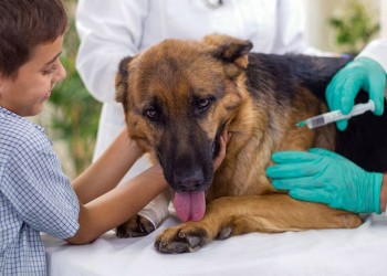Jornada gratuita de vacunación antirrábica en Iguazú