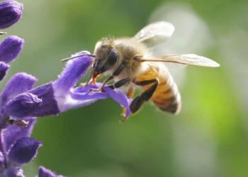 Apicultura: ¿Cuáles son las especies florales de mejor aptitud para producir?