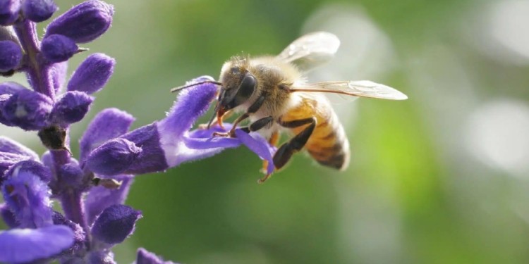 Para una buena producción de néctar y polen, es necesario que las plantas dispongan de abundante masa foliar verde.