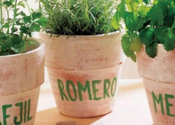 Todo lo que tenés que saber sobre las hierbas aromáticas