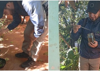 Itaembé Miní, Miguel Lanús y otros de la zona sur, los barrios más afectados por el Aedes en Posadas