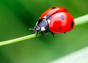 Los insectos beneficiosos que cuidan las plantas mejor que cualquier pesticida