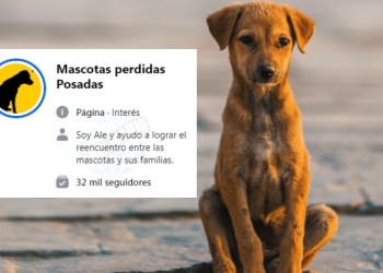 Mascotas perdidas Posadas, un sitio donde los animales son los principales protagonistas