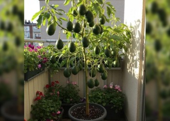 Cómo cultivar un árbol de palta y obtener frutas frescas y sanas