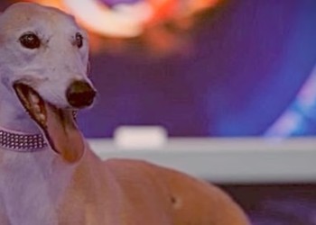 Paris: la perra rescatada que ingresó a GH para concientizar sobre el maltrato animal