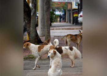 Patitas Felices y Pocas Pulgas ganaron 1.000 kilos de alimento en un concurso nacional