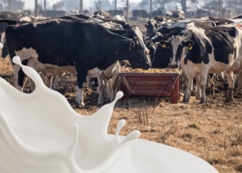 “El 75% de la producción lechera se consume en el país y el resto se exporta”