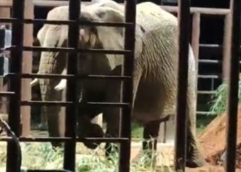 La elefanta Pupy llegó al santuario en Brasil