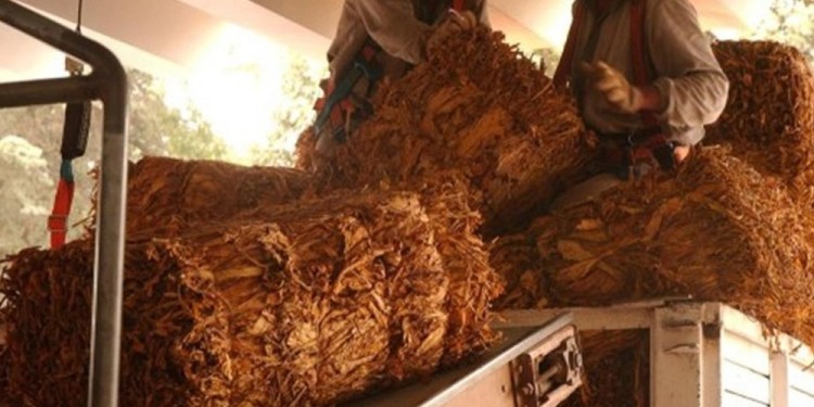 HISTÓRICA. La campaña tabacalera de Misiones superó las estimaciones.. Imagen ilustrativa