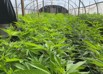 Comitiva misionera suma conocimientos para el desarrollo del cannabis medicinal