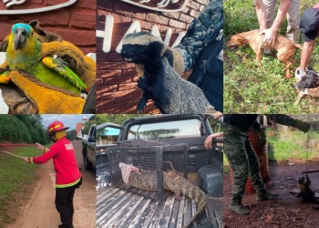 En Misiones, rescataron más de un centenar de animales en lo que va del año