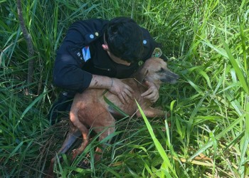 Villa Bonita: salvaron a un perro que cayó en un pozo